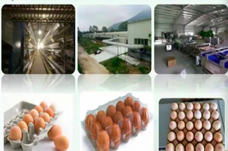 Granja de pollos moderna y maquinaria completa para la producción de huevos