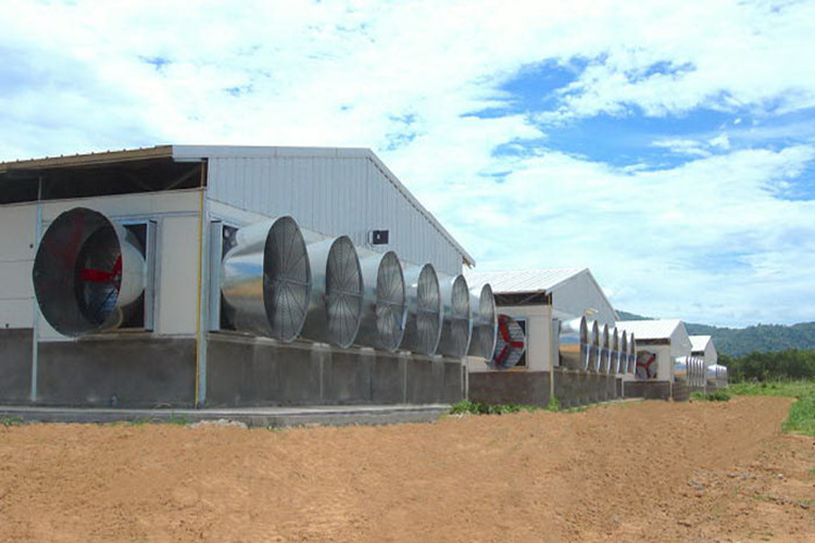 Kits de construcción de acero agrícola para granja de pollos de engorde