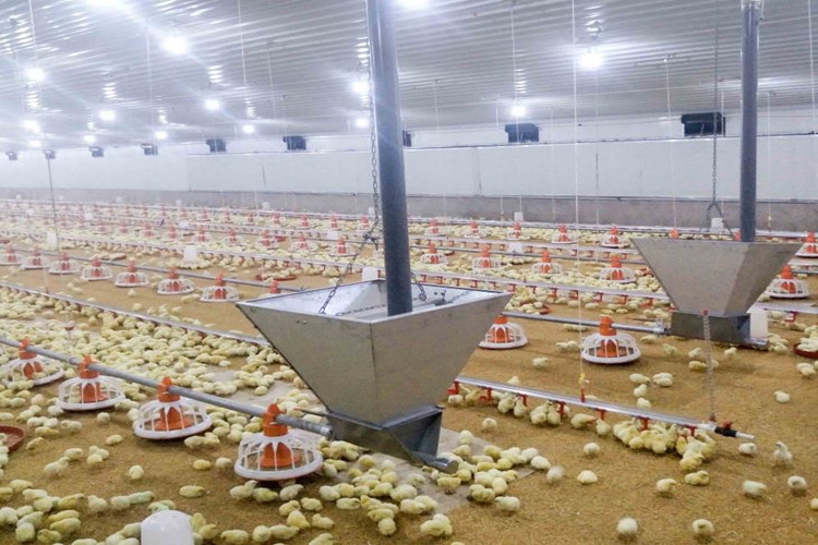 Casa de pollo fabricada con estructura metálica con equipo de cría de aves de corral