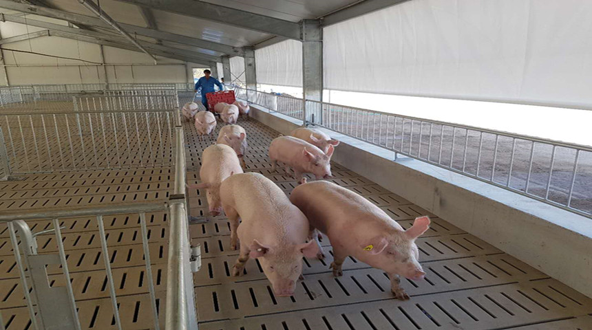 Granja de cerdos de alimentación electrónica de siembra en Australia