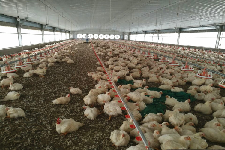 Granja avícola de pollos de engorde de 5000 aves